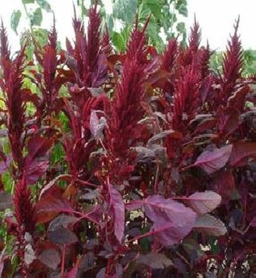 Amaranthus Lotus Red 500 Seeds