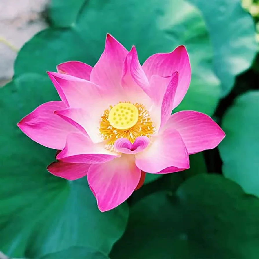 CHUXAY GARDEN Pink Lotus Flower Seed 5 Seeds Ornamental Flowering Plant Decorative Pond Aquatic Plants Highly Fragrant Showy Display