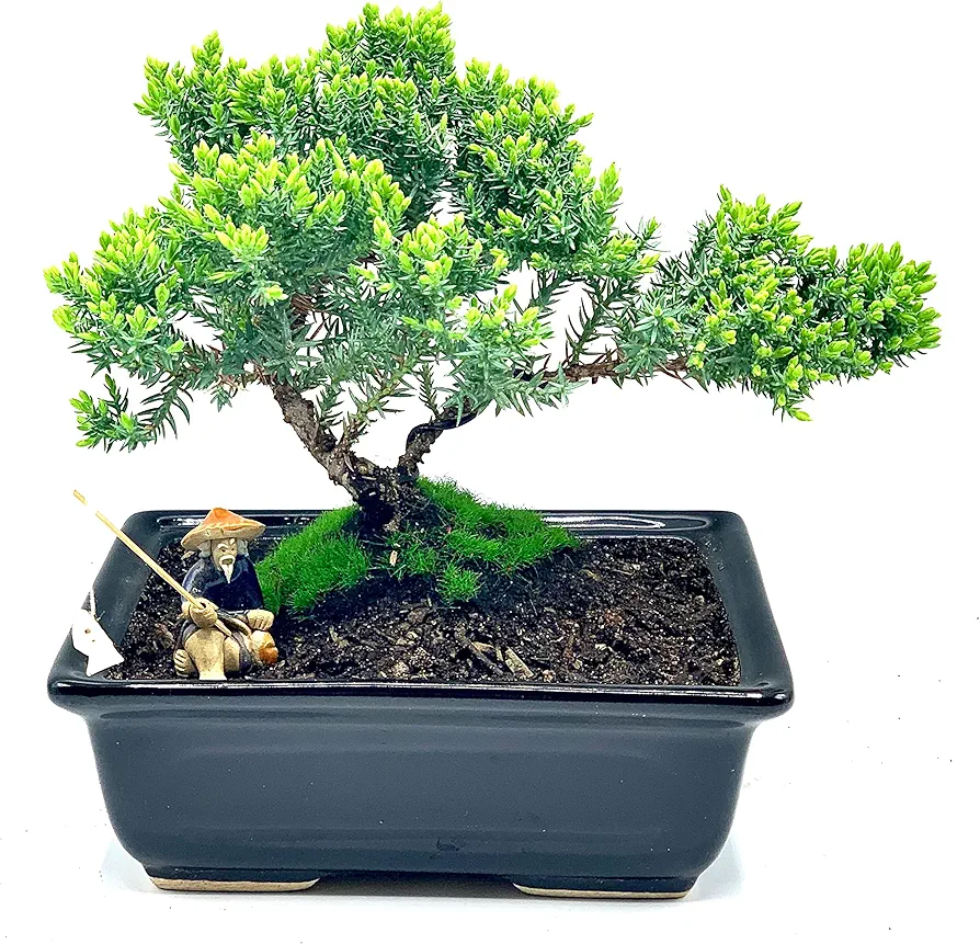 Live Dwarf Juniper Bonsai Tree About 6 Years Old with Cute Ceramic Fisherman | Juniper or Jade Bonsai Tree | Indoor/Outdoor | 100% Handcrafted| Home and Office Décor | Best Gift for Holiday