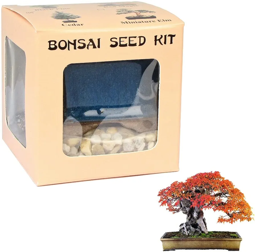 Eve's Red Maple Bonsai Seed Kit, Woody, Complete Kit to Grow Red Maple Bonsai from Seed