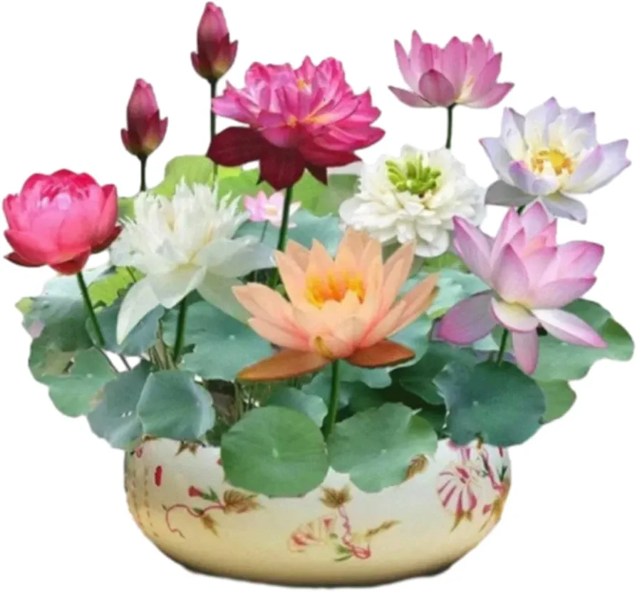 The Sacred Bonsai Bowl Lotus Flower, The Sacred Bonsai Bowl Lotus Flower 7 Days Germination, Bonsai Bowl Lotus Flower Seeds, Mixed Color Bonsai Bowl Lotus Seeds