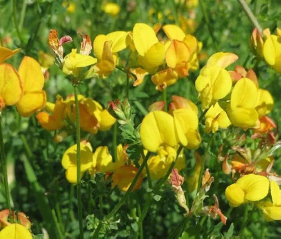 Bird's Foot Trefoil Lotus Corniculatus - 5,000 Bulk Seeds