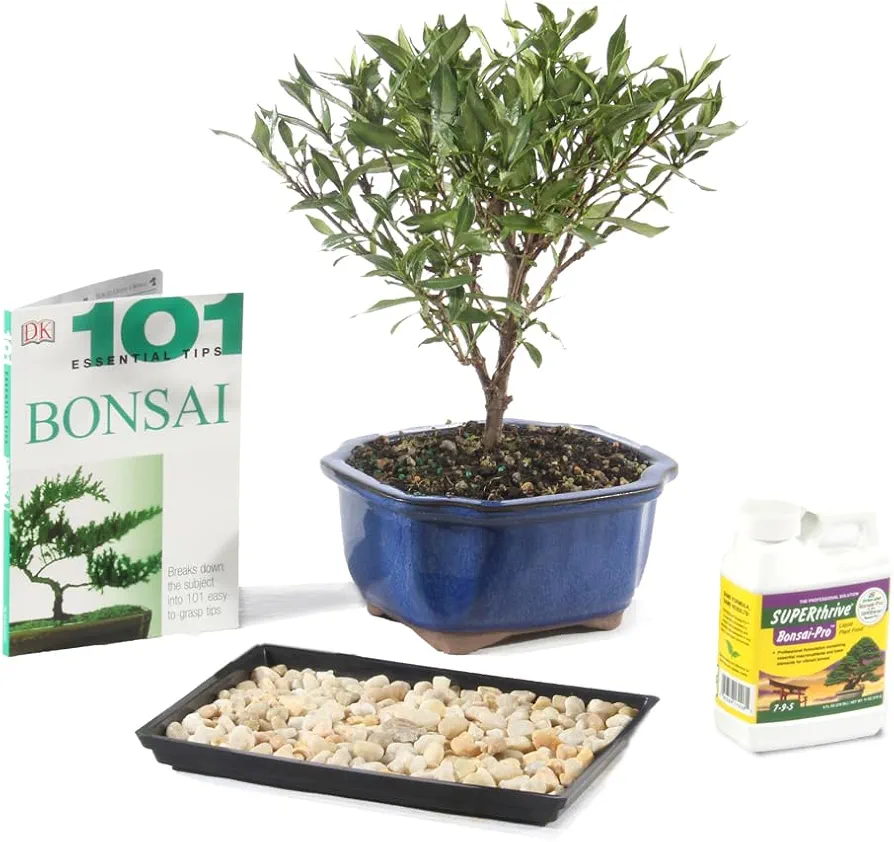 Brussel's Bonsai Live Gardenia Bonsai Tree Gift Bundle - Small Gardenia Tree - Bonsai Kit with Ceramic Bonsai Pot and Bonsai Fertilizer