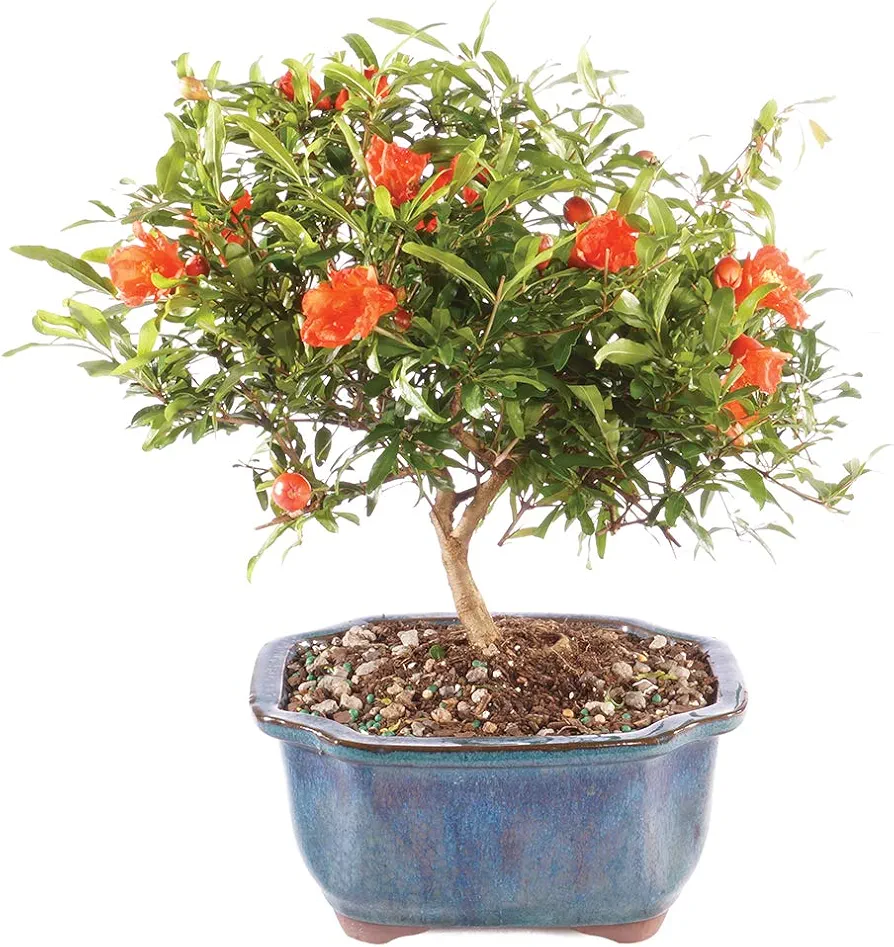 Brussel's Bonsai Live Pomegranate Outdoor Bonsai Tree-3 Years Old 6" to 10" Tall with Decorative Container, Medium