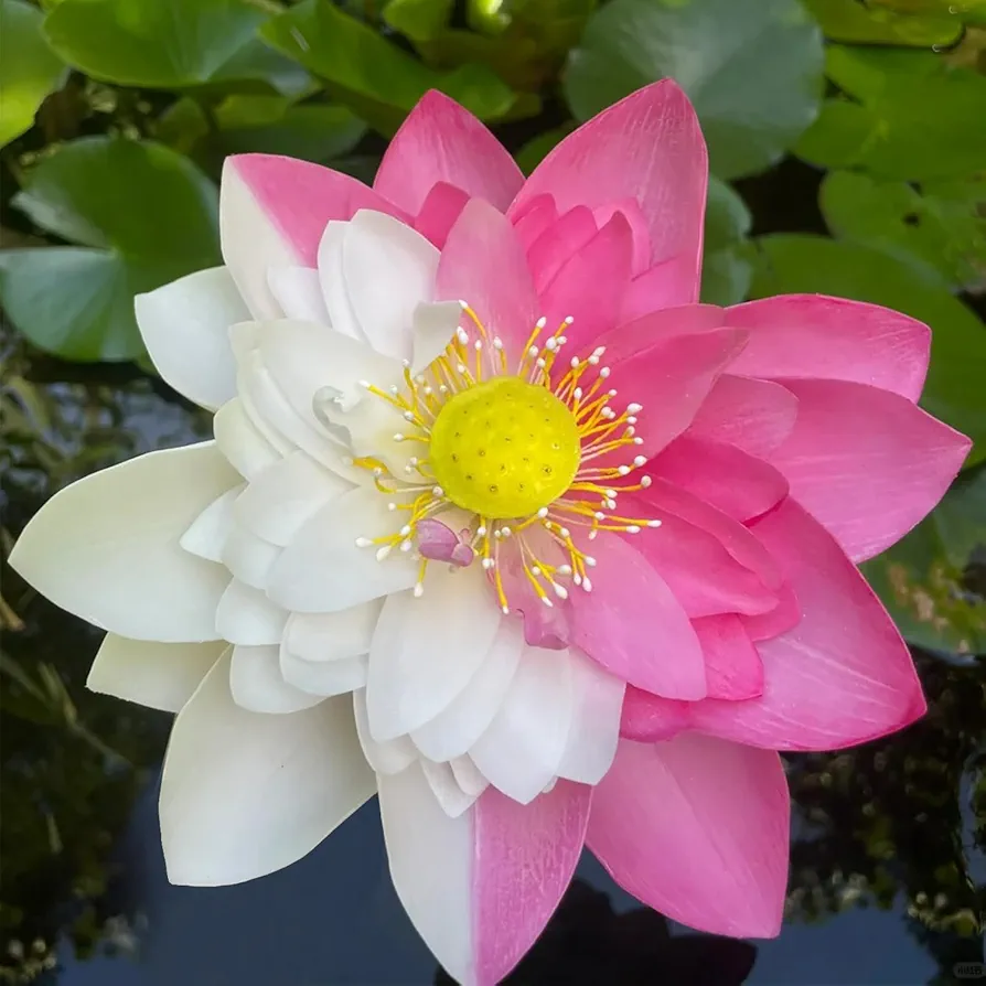 20Pcs Bowl Lotus Seeds Rare Bicolor Lotus Seeds Pond Water Plants Bonsai Pink White Lotus Seeds for Planting Water Features Garden Grow Easily