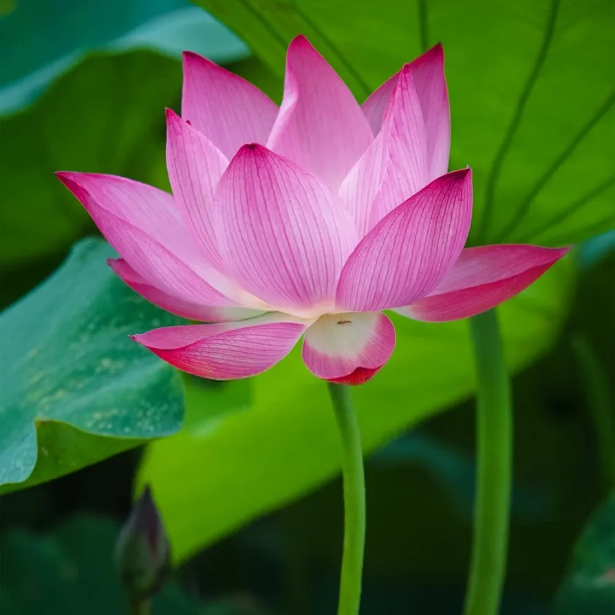 60PCS Open Mouth Bonsai Lotus Seeds Water Lily Flower Non-GMO Heirloom Garden Home for Planting (Purple)