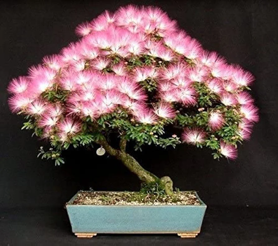 20 Albizia Julibrissin Mimosa Bonsai Tree Seeds for Planting - Persian Pink Silk Tree - Ships from Iowa, USA