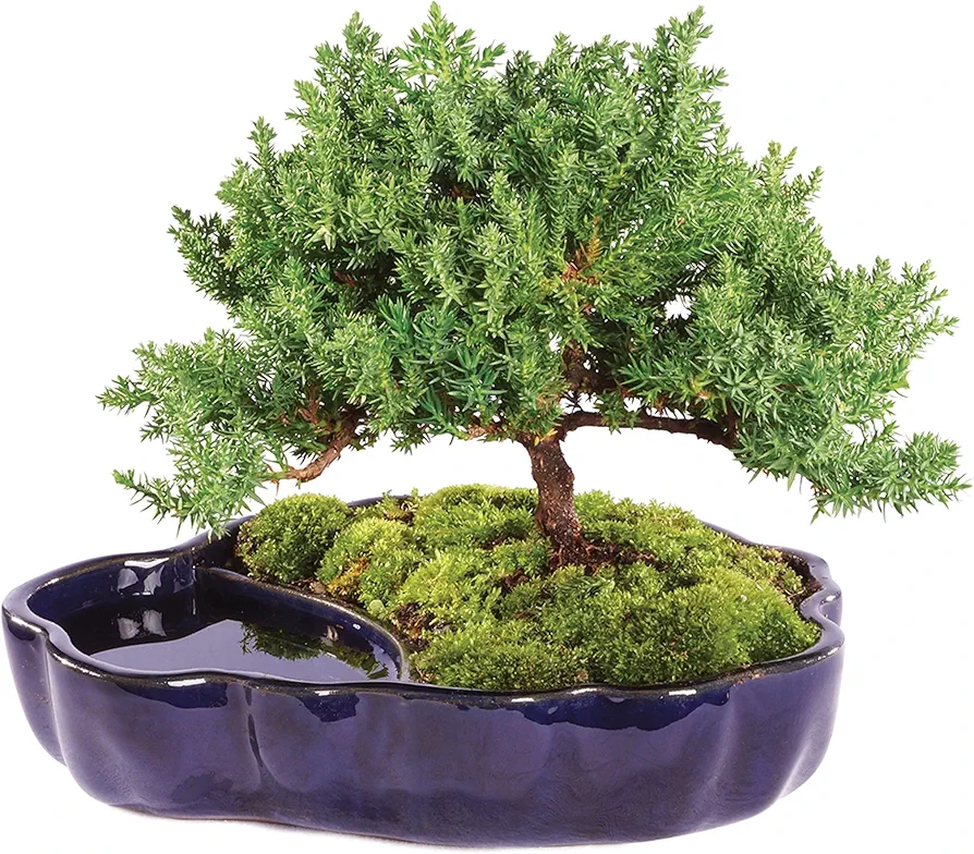 Brussel's Bonsai Brussel's Green Mound Juniper Bonsai in Zen Reflections Pot, SMALL