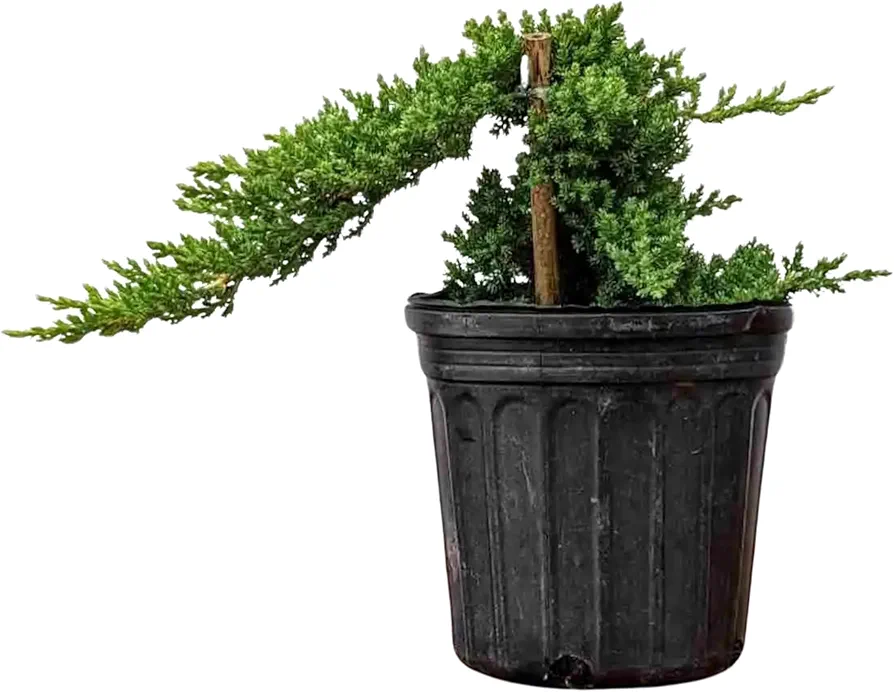 1-Gallon Juniper Bonsai Tree - Easy to Care for Outdoor Plant, Responds Well to Wiring and Reshaping, Strictly an Outdoor Tree, Can be Added to a DIY Kit