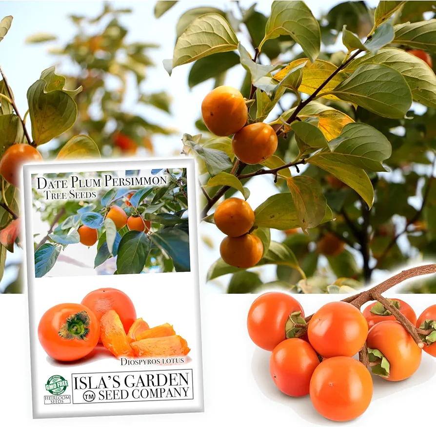 Date Plum Persimmon Fruit Tree, 30+ Tree Seeds, Exotic & Rare, 80% Germination, (Isla's Garden Seeds), Non GMO & Heirloom Seeds, Scientific Name: Diospyros Lotus