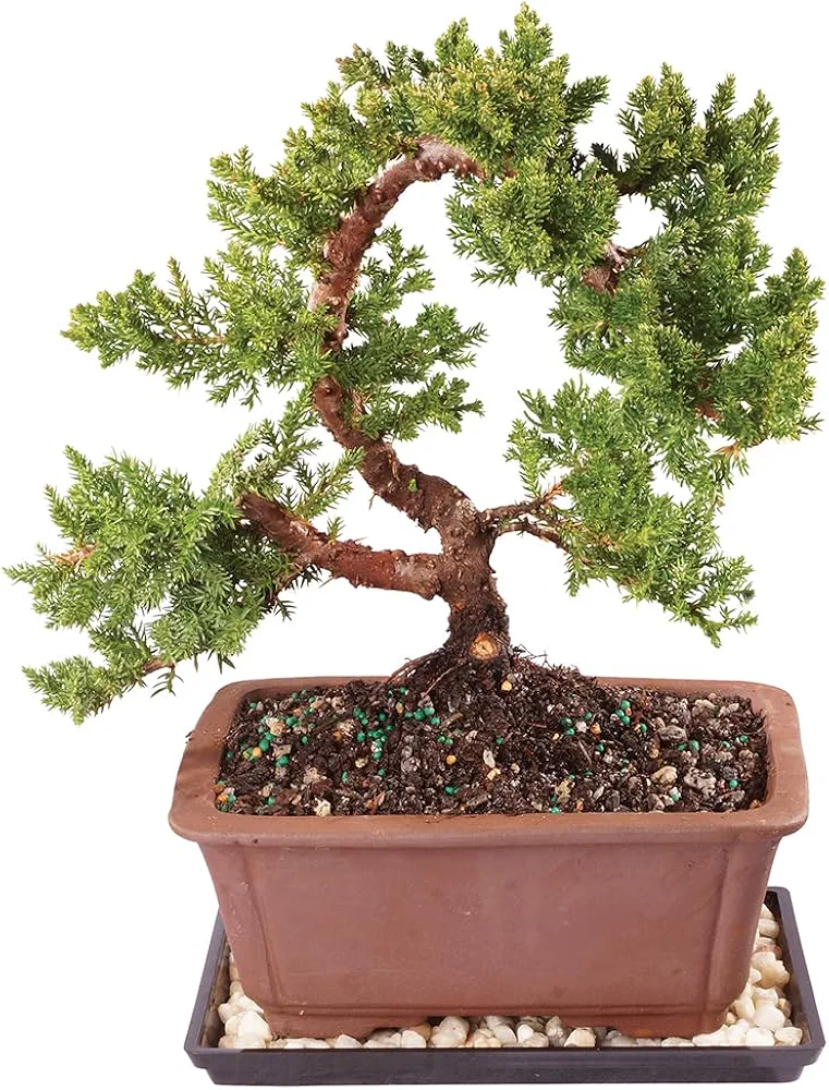 Brussel's Bonsai Live Green Mound Juniper Bonsai Tree - Medium, 5 Year, 6 to 10 Inches - Outdoor Bonsai Tree Live with Bonsai Pot