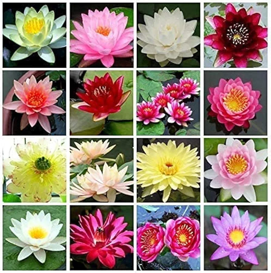 100pcs Bonsai Bowl Lotus Seeds, Water Lily Flower Plant Seeds, Ornamental Courtyard Finest Viable Mixed Colors Aquatic Water Features Seeds, Home Garden Yard Farm Pond Decoration (100)