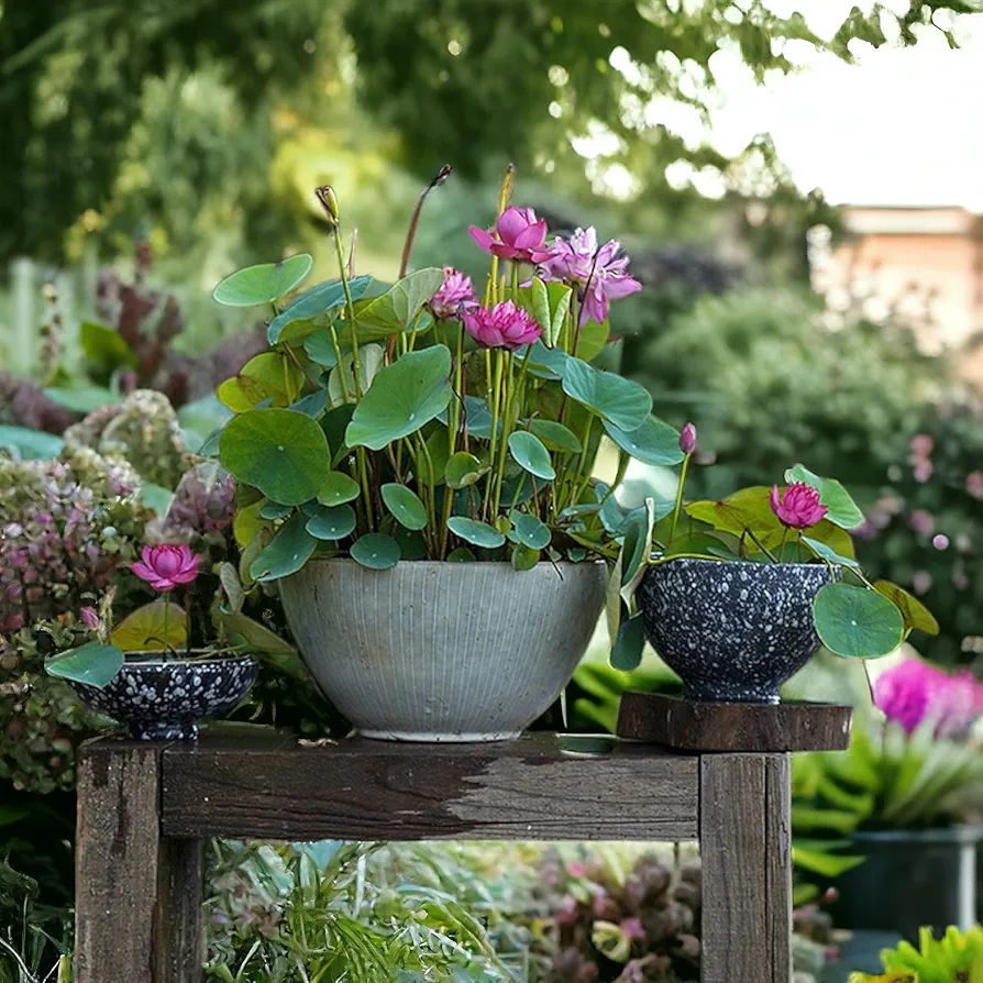 20pcs Mixed Pink, Red & Green Color Bowl Lotus Seeds for Planting Beautiful Water Plants for Indoor Bonsai, Outdoor Ponds (Lotus Seeds (for Germination))