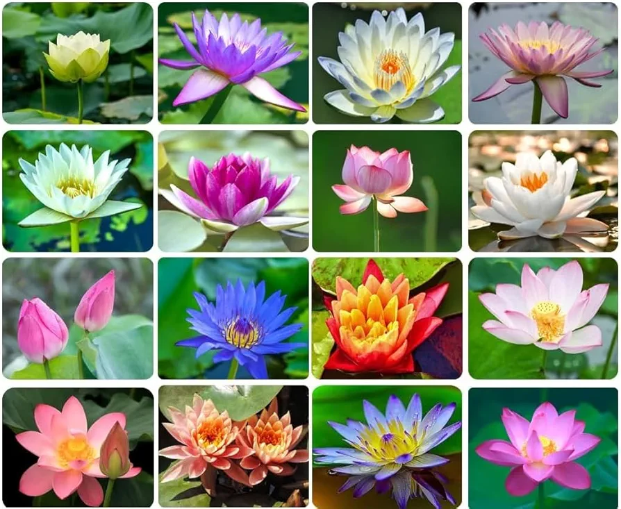 20 Lotus Seeds Bonsai Lotus Seeds for Planting, Water Lily Flower, Aquatic Plants Seeds, Pond Plants,Non-GMO Home Garden Plant Seeds, Flowering Aquatic Bonsai Plant (Nelumbo)