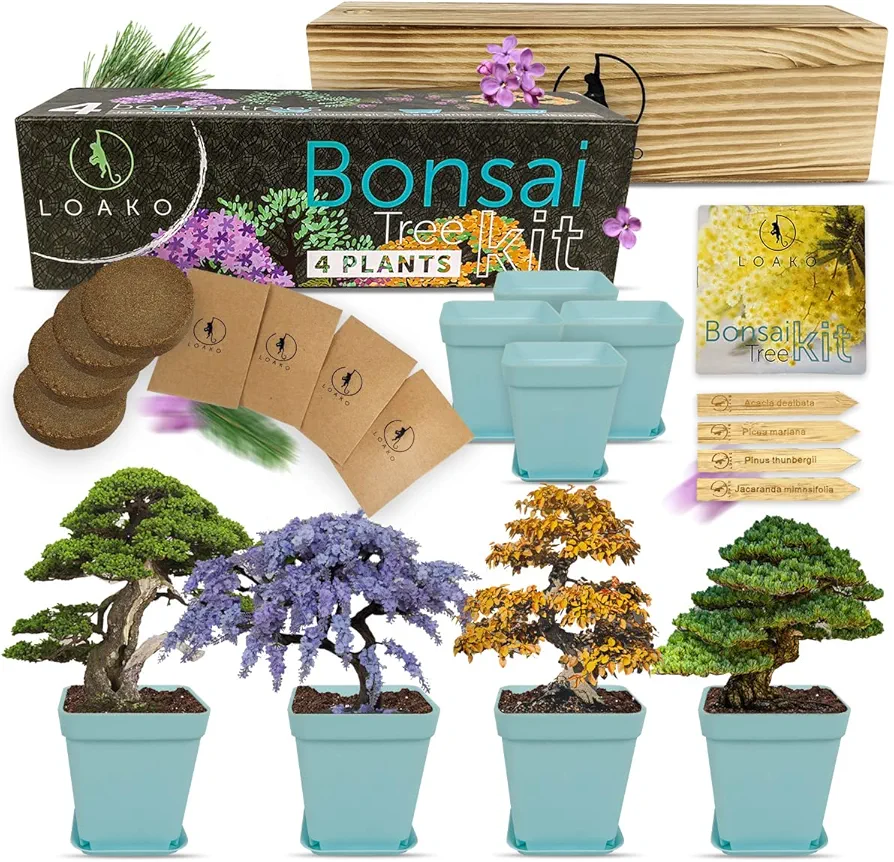 Bonsai Tree Seed Starter Kit - Complete Growing Kit - Grow 4 Bonsai Tree Live Indoor Plant from Seed - Adult Crafts - Grow Your Own Live Plant - Great DIY Kits for Adults - Crafts for Adults