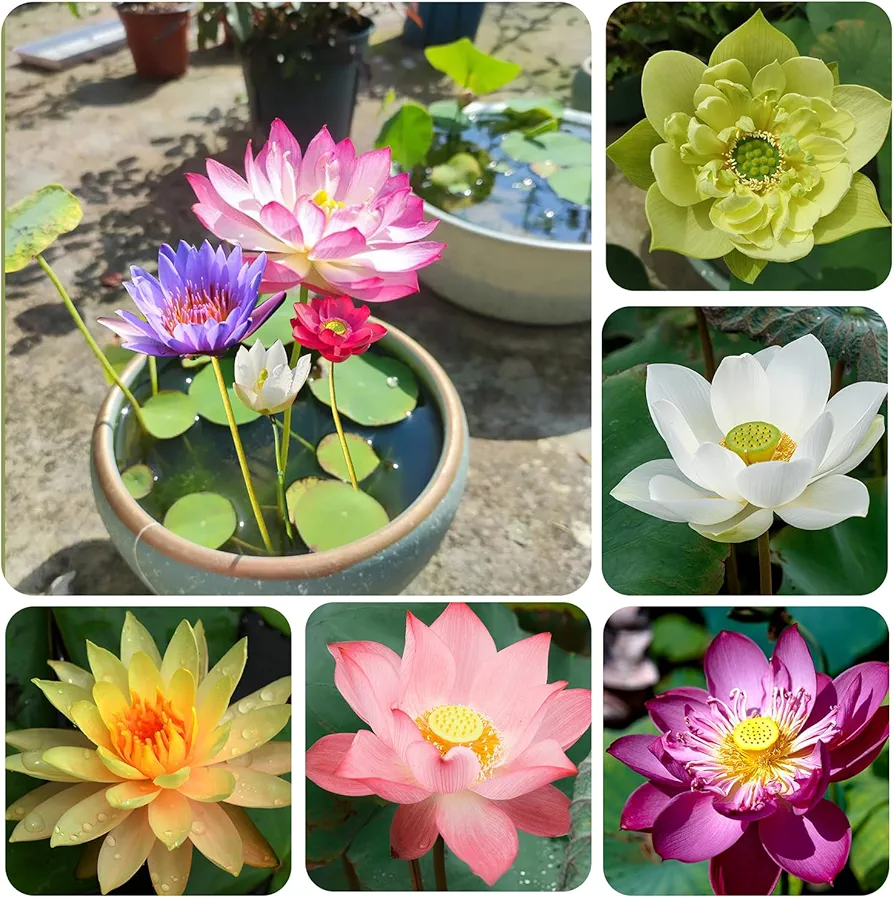 Mixed Bowl Lotus Seeds for Planting in Water 20pcs - Bonsai Lotus Pond Aquatic Plants Grow Easily - Indoor Bonsai Outdoor Garden Flowering Lotus Seeds Waterscape Low Maintenance