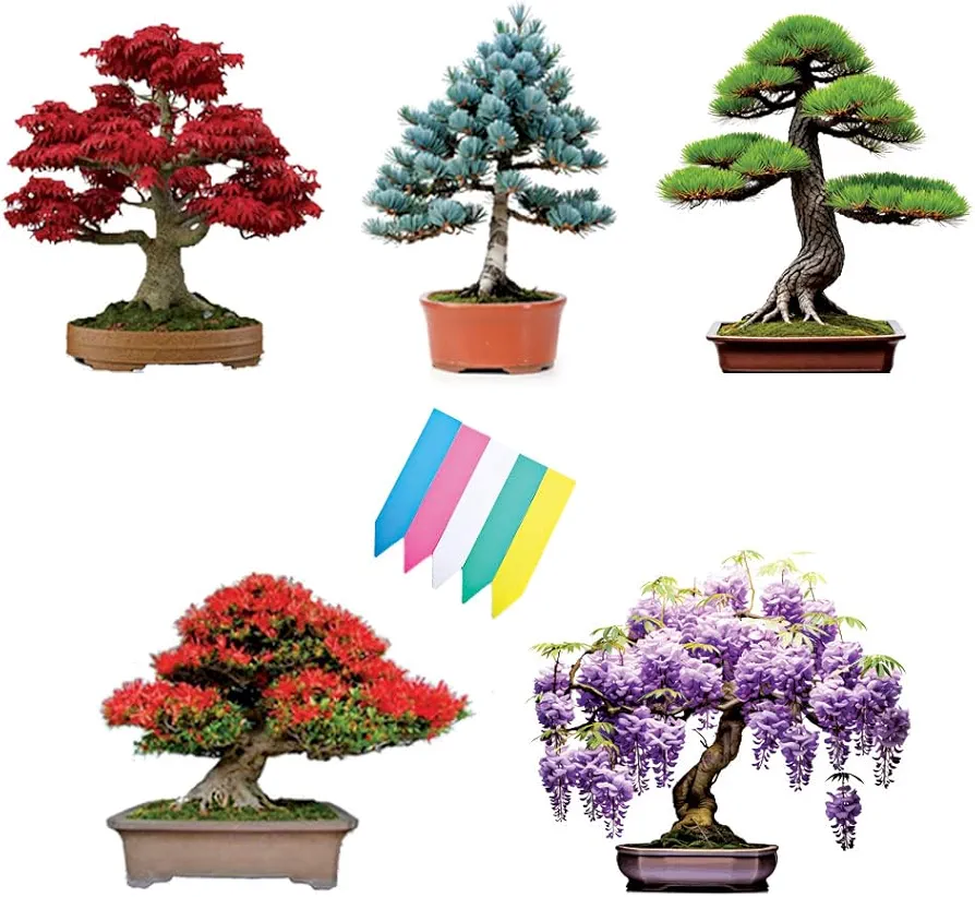 5 Types Bonsai Tree Kit, Wisteria, Black Pine, Blue Spruce, Red Maple Tree, Flame Tree, Bonsai Seeds for Indoor Outdoor Garden DIY, Plant Lover Highly Prized for Men and Women