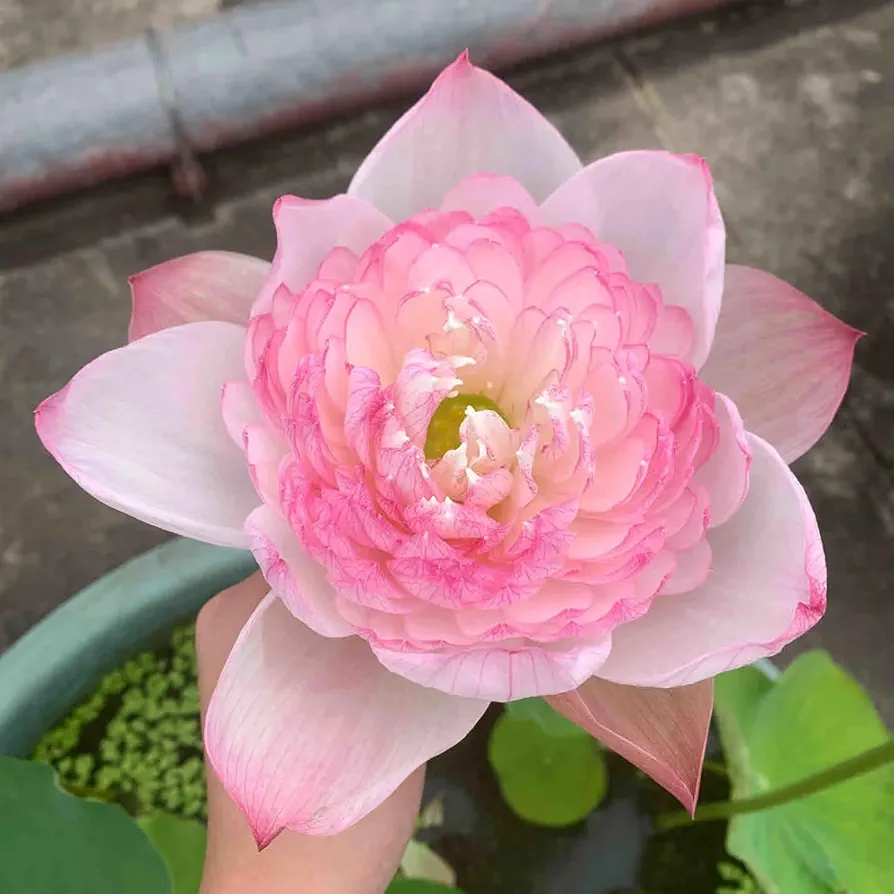 10Pcs Bowl Lotus Seeds Bonsai Lotus Seeds for Planting Water Features Garden Pink Lotus Flower Pond Water Plants Grow Easily