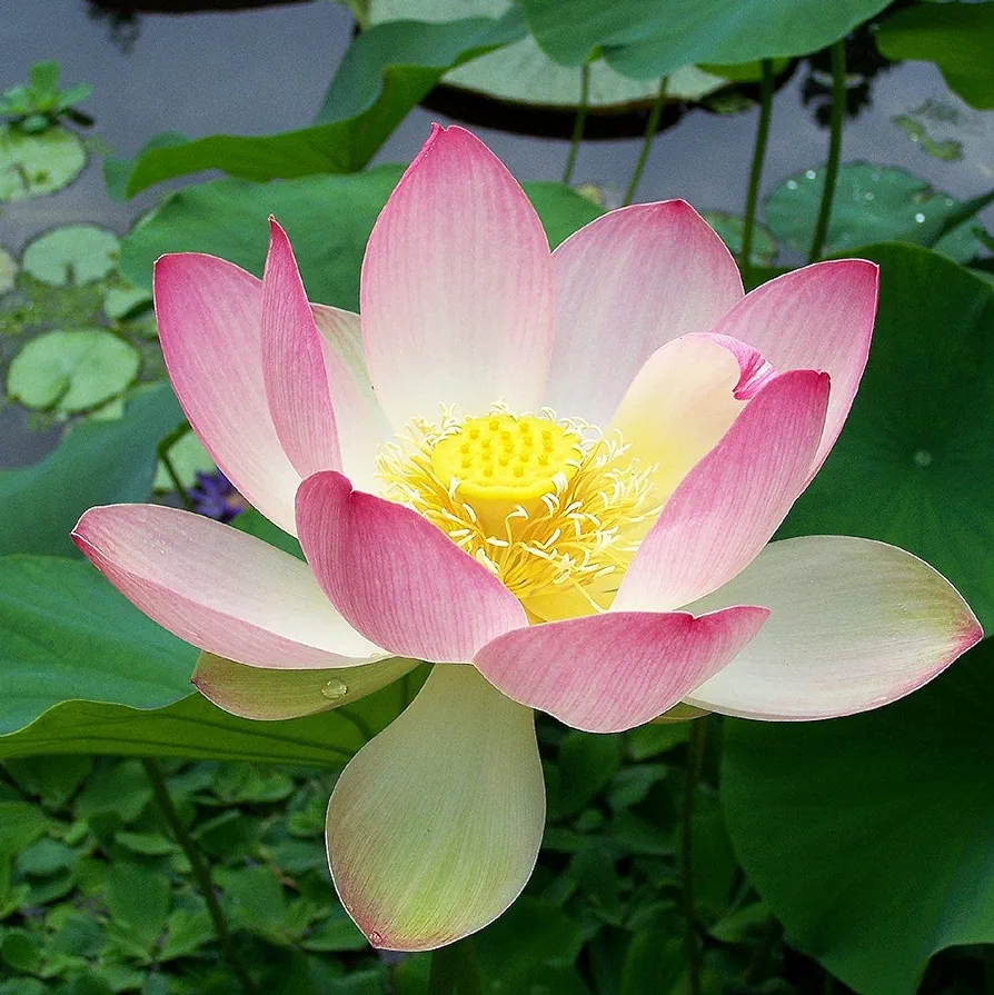 CHUXAY GARDEN Nelumbo Nucifera-Sacred Lotus,Laxmi Lotus,Indian Lotus 25 Seeds Bonsai Multiple Colour Bowl Lotus Seeds Decorative Pond Grows in Just Weeks Fast Growing & Maintain