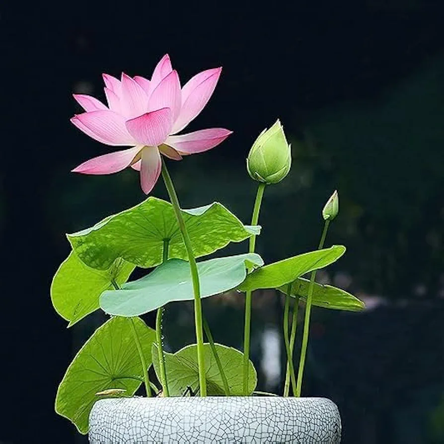 Bonsai Lotus Seeds for Planting | 10 Seeds | Beautiful Flowering Aquatic Bonsai Plant Seeds | Made in USA, Ships from Iowa