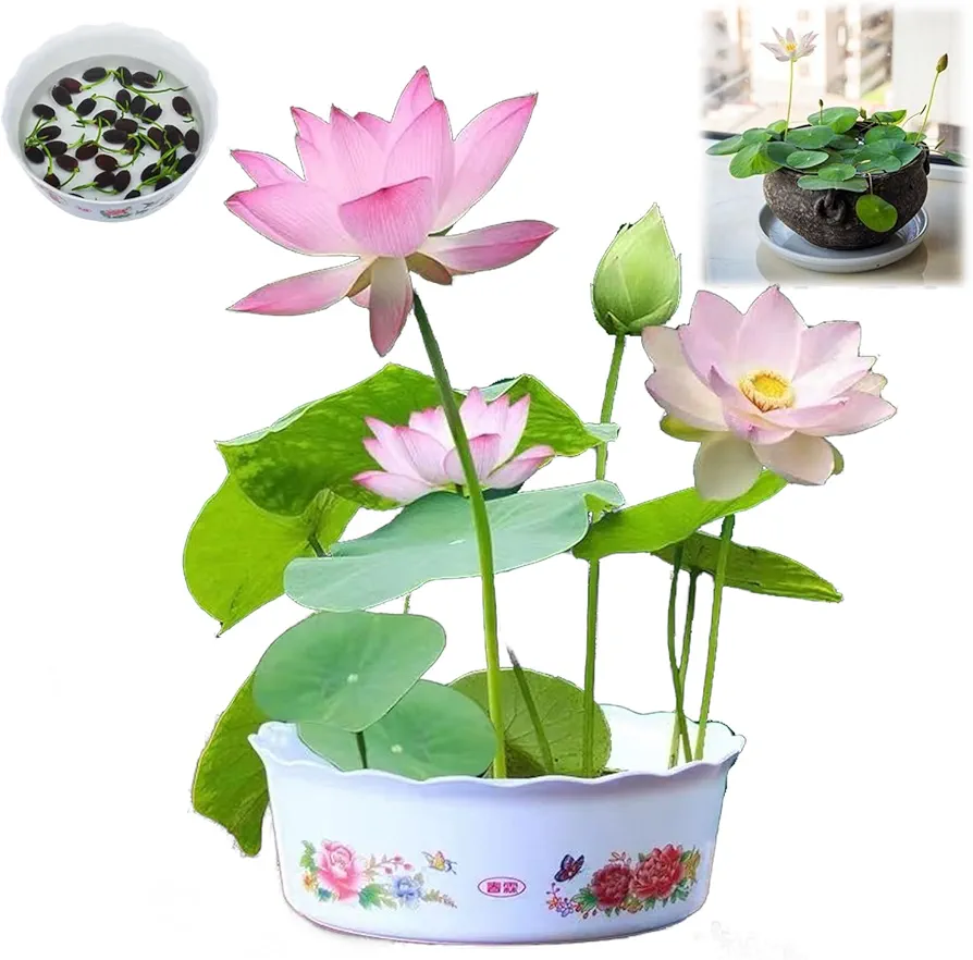 The Sacred Bonsai Bowl Lotus Flower, Portrayi The Sacred Bonsai Bowl Lotus Flower 7 Days Germination, Bonsai Bowl Lotus Flower Seeds, Peshoriadm Bonsai Lotus Seeds for Planting in Water (B,50 Seeds)