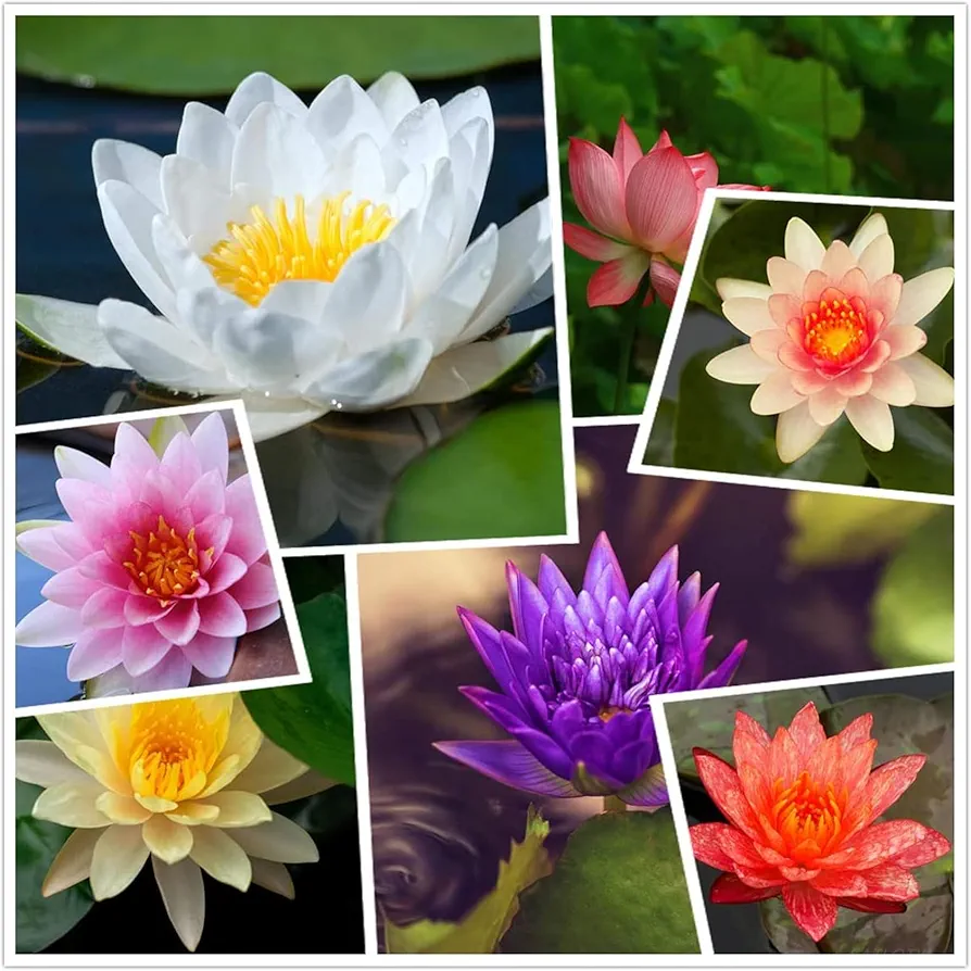 Garden Plants Seeds Live Aquatic Hardy Water Lily Flower Plant Mixed Colors Bonsai Lotus Seeds 10+Seeds