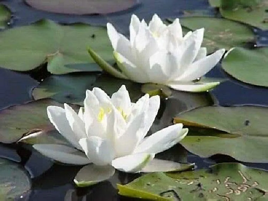 10 WHITE LOTUS Nymphaea Ampla Asian Water Lily Pad Flower Pond Seeds *CombS/H