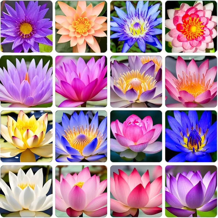 35+ Mixed Bowl Lotus Seeds, Lotus Seeds, Lotus Seeds for Planting, Water Lily Seeds, Non GMO Indoor and Outdoor