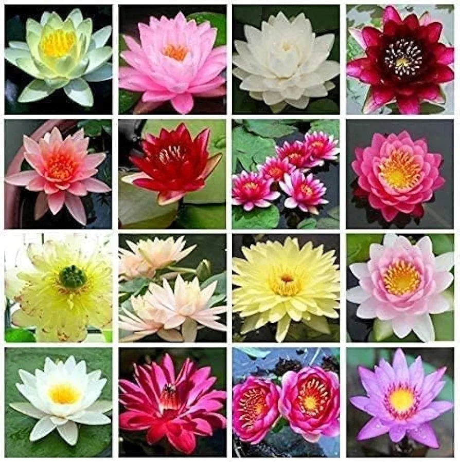 100 Pcs Mixed Bonsai Lotus Seeds,Water Lily Flower Plant Fresh Garden Seeds,Finest Viable Aquatic Water Features Seeds, Gardeners Choice!(Mixed Color)