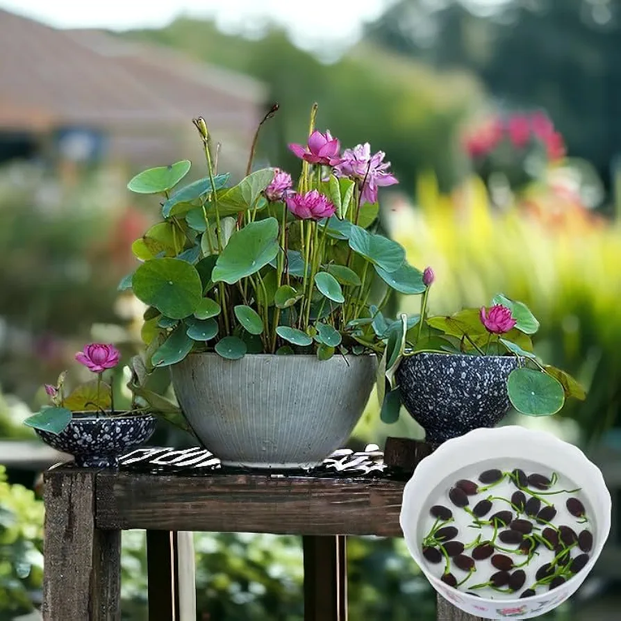 10pcs Pre-Sprouted Mixed Color Bonsai Bowl Lotus - Ready to Plant, Perfect for Indoor & Outdoor Aquatic Gardens, includes Planting Guide, Easy Growth with Minimal Care