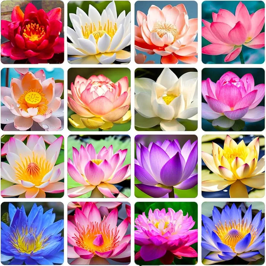 30+ Mixed Miniature Water Lily & Lotus Seeds Colorful Blooms for Bowls, Ponds & Water Gardens Non-GMO