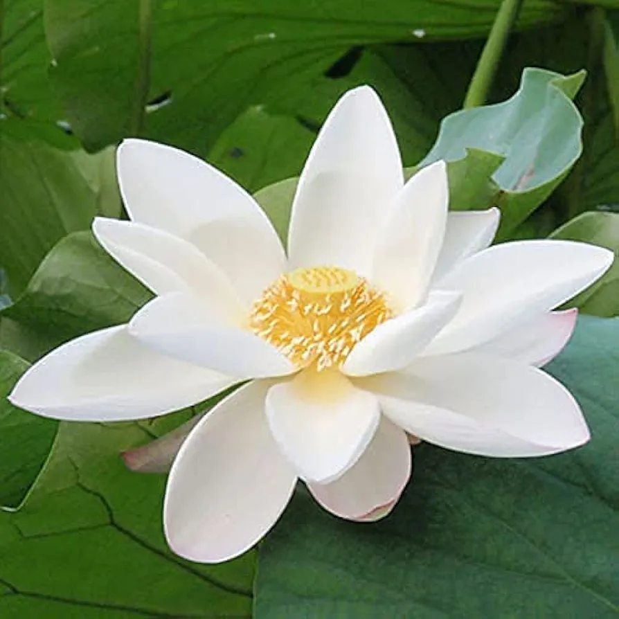 90pcs White Lotus Flower Seeds