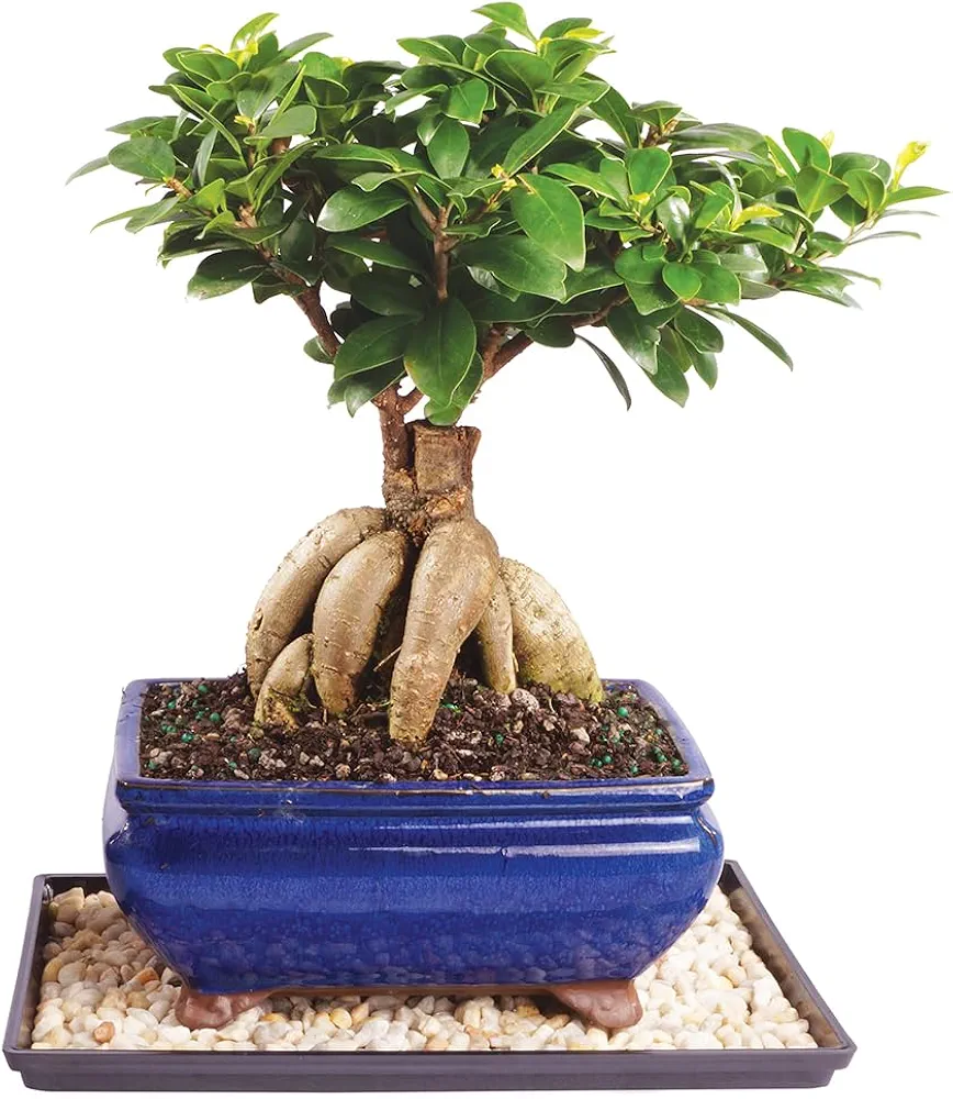 Brussel's Bonsai Live Ginseng Grafted Ficus Indoor Bonsai Tree - Medium, 6 Year, 8 to 12 In - Live Bonsai Tree in Ceramic Bonsai Pot and Humidity Tray