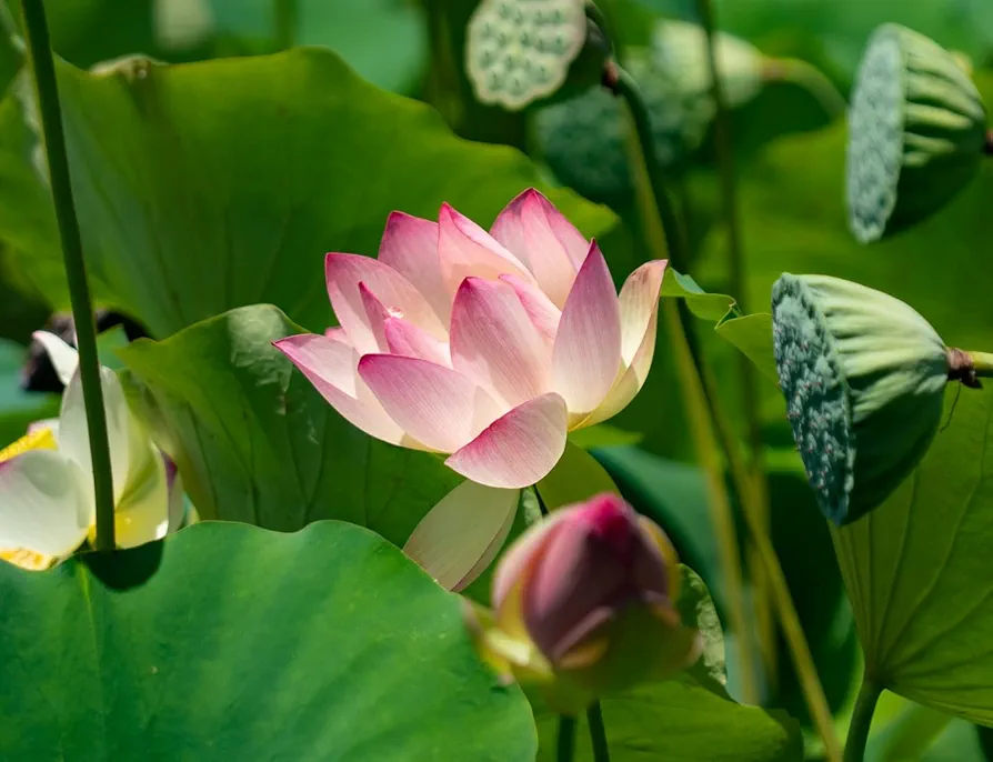 15 Lotus Seeds - Grow in Koi Ponds, Ponds, Grow in a Bowl as Bonsai - Water Lily Grow Very Easy - Ships from Iowa, USA