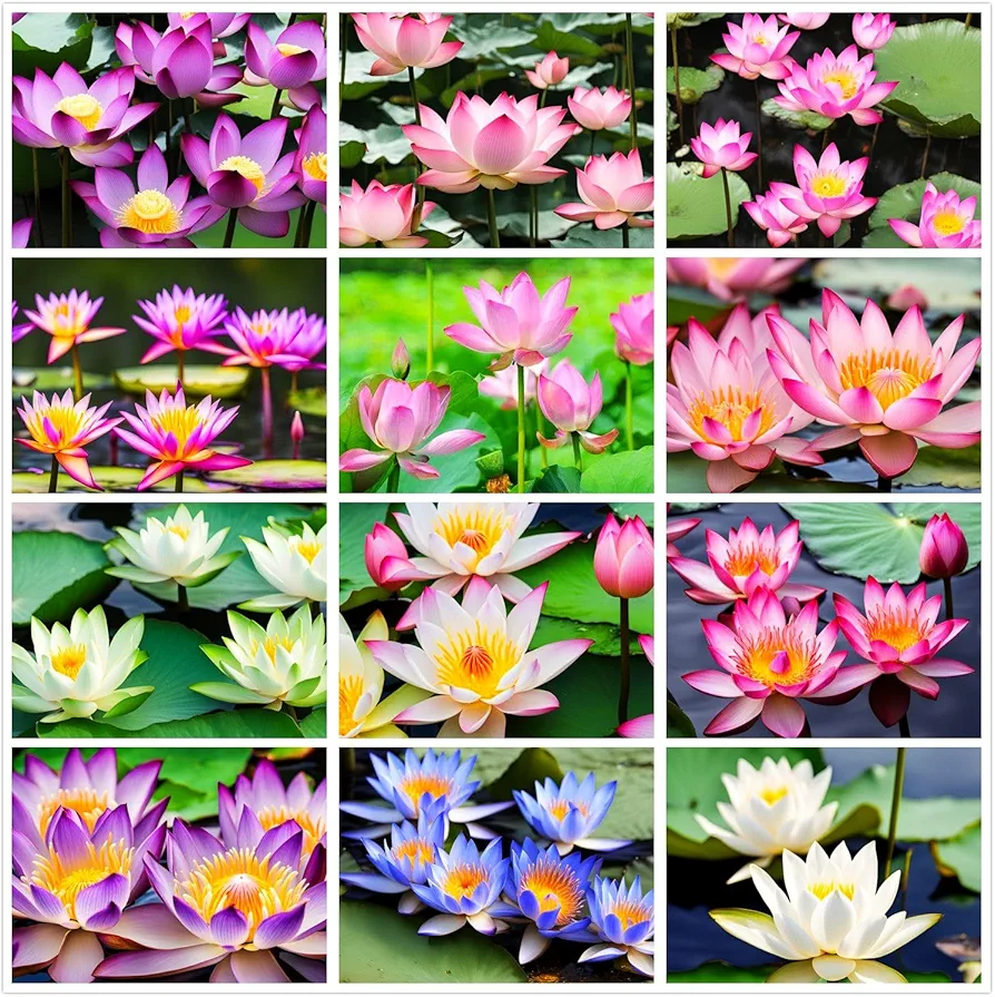 30 Mixed Miniature Water Lily & Lotus Seeds Vibrant Blooms for Bowls & Ponds Non-GMO, Indoor/Outdoor Water Garden in a Bowl or Pond