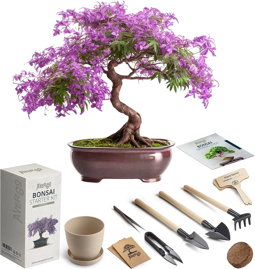 Bonsai Starter Kit – 1x Jacaranda Bonsai Tree | Complete Indoor Starter Kit for Growing Bonsai Plants with Tools & Planters – Gardening Gifts for Women & Men