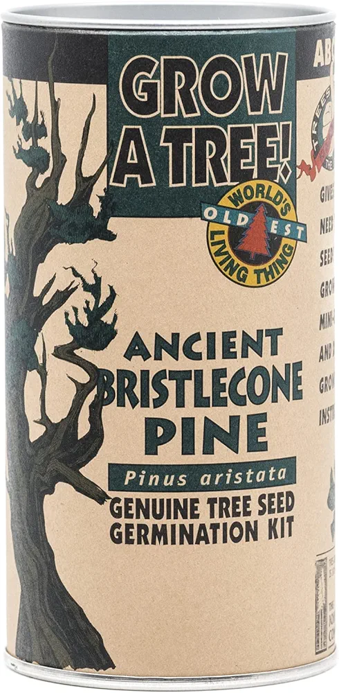 Ancient Bristlecone Pine | Tree Seed Grow Kit | The Jonsteen Company