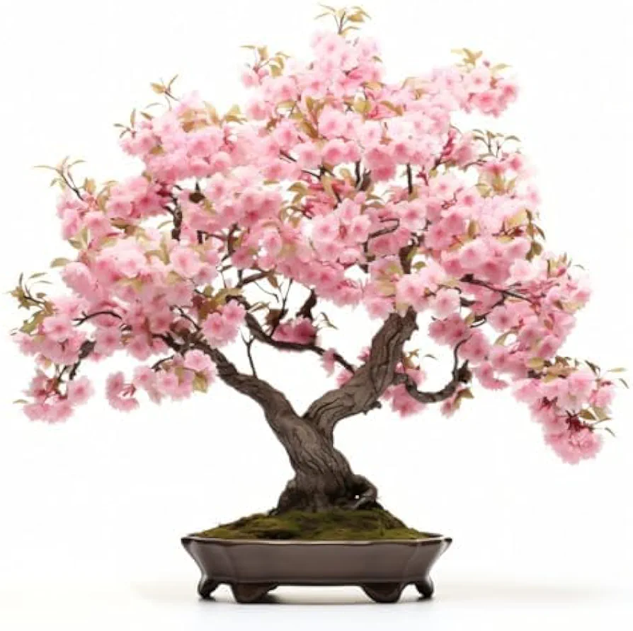 Japanese Cherry Blossom Seeds, Bonsai Seeds, Pack of 30 Bonsai Tree Seeds