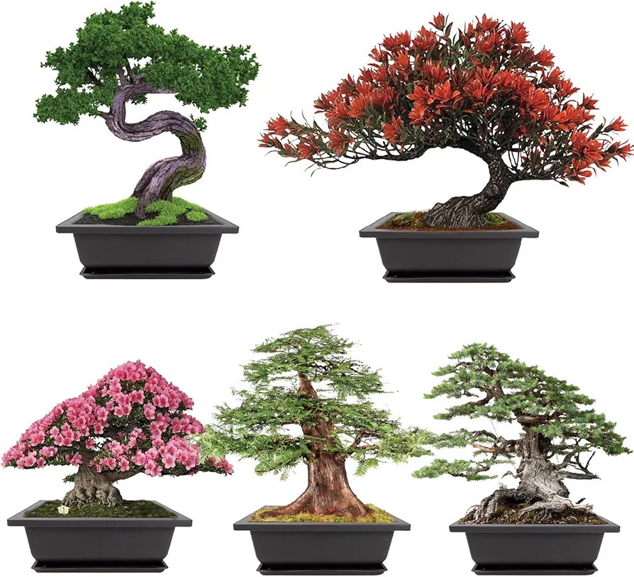 Growing into Blue Spruce, Chinese Boxwood, Dawn Redwood, Flame Tree, Judas Tree, Indoor Outdoor Home Gardening DIY Gifts