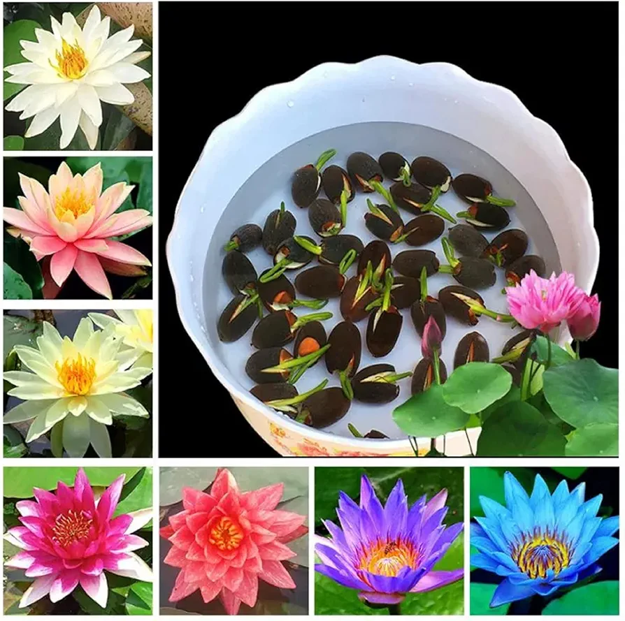 CHUXAY GARDEN Mixed Nymphaeaceae- Water Lilies 10 Seeds Bonsai Multiple Colour Bowl Lotus Seeds Decorative Pond Grows in Just Weeks