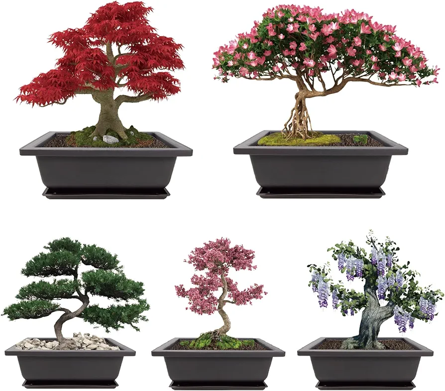 Growing into Acacia, Wisteria, Sakura, Red Maple, Black Pine, 5 Types for Home Gardening DIY Gifts