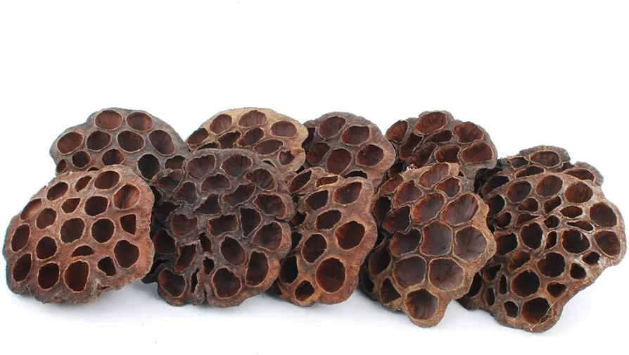 NWFashion 10PCS/Package DryArtificial Dried Brwon Lotus Pods Without Seed and Stems(11-13CM)