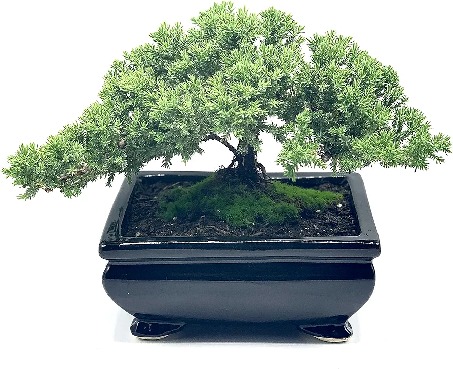 Live Dwarf Juniper Bonsai Tree | Indoor/Outdoor | 100% Handcrafted| Home and Office Décor | Best Gift for Holiday (L)