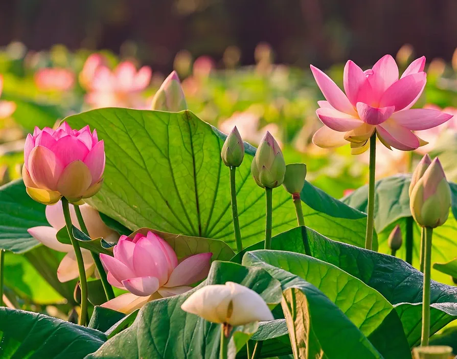 50 Sacred Lotus Flower Seeds for Planting (50 Seeds) - Popular Aquatic Plant