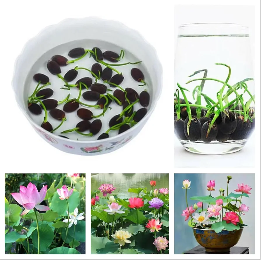 10pcs Mixed Color Bonsai Bowl Lotus Live Plants Pre-Sprouted - Aquatic Beauties for Indoor and Outdoor Serenity