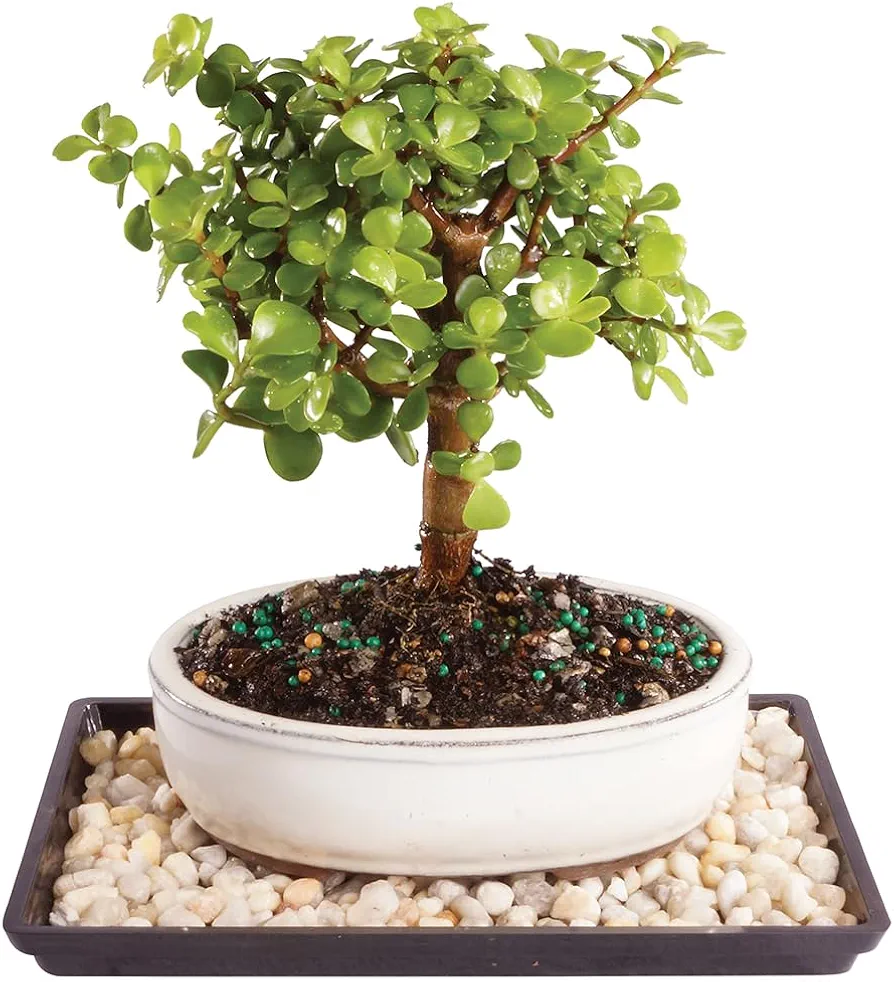 Brussel's Bonsai Live Dwarf Jade Bonsai Tree, Indoor - Small, 3 Years Old, 5 to 8 Inches Tall - Decorative Ceramic Bonsai Pot and Bonsai Tray