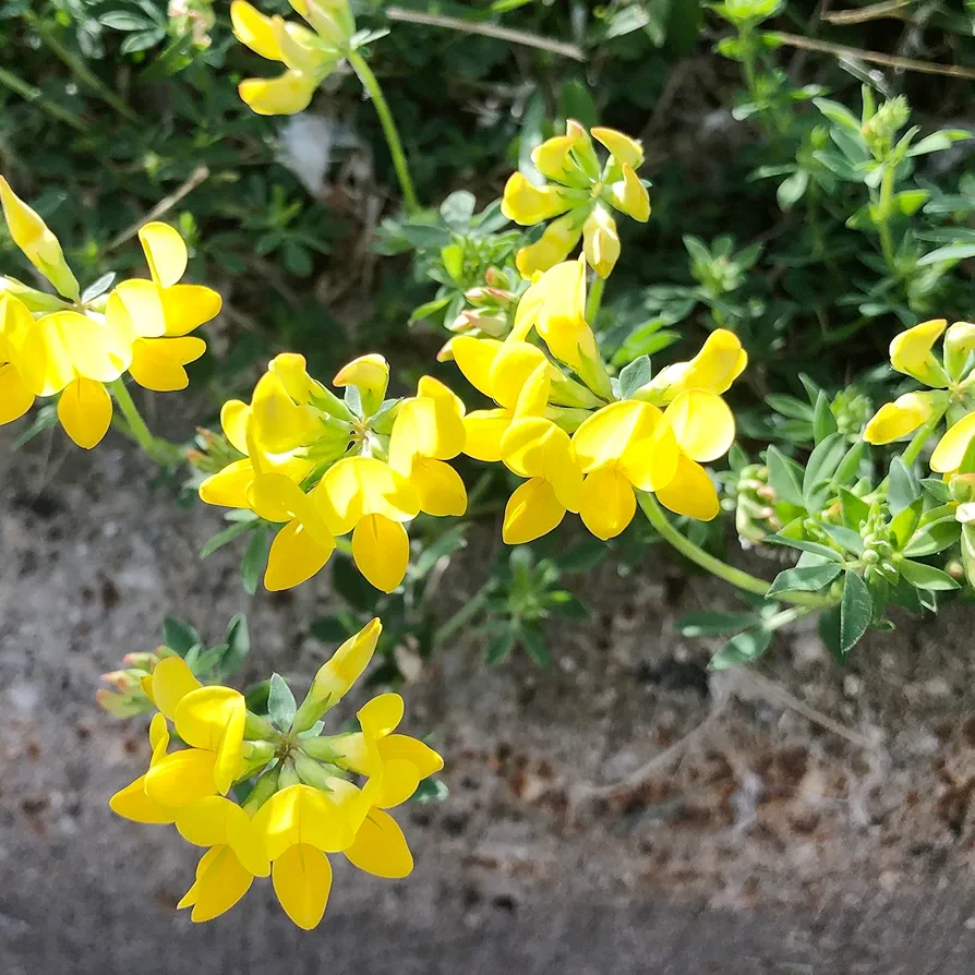 Bird's-Foot Trefoil Seeds Baby's Slippers, Lotus Corniculatus Perennial Attracts Bees Low Growing Ground Cover Drought Tolerant Beds Outdoor 200Pcs Flower Seeds by YEGAOL Garden