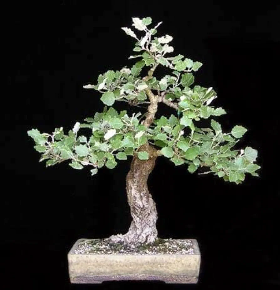 4 White Poplar Bonsai Tree Forest Cuttings to Grow - Easy to Grow Indoor or Outdoor Bonsai Plants - Made in USA