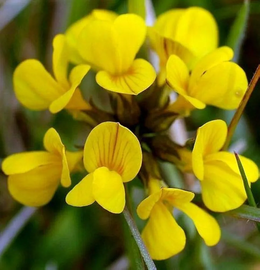 Birds Foot 500 Seeds - Lotus Corniculatus, Birdsfoot Deervetch, Yellow Trefoil Lotus Flower, Bird Feet Ground Cover Heirloom Seeds, Bulk Perennial Flower Seeds for Planting