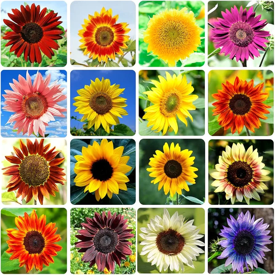 1000+ Sunflower Seeds for Planting Heirloom Non-GMO, Bulk Package of 15 Varieties Mix Seeds, Individually Packaged, Attracts Pollinators (Helianthus annuus)